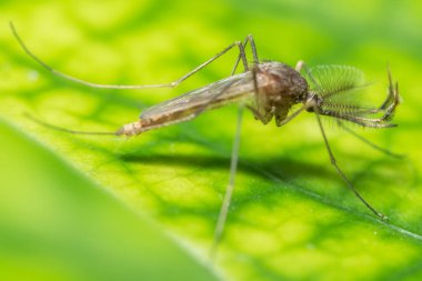 Chironomidleri kapat