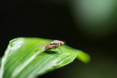 Yaprağın üzerinde Drosophila