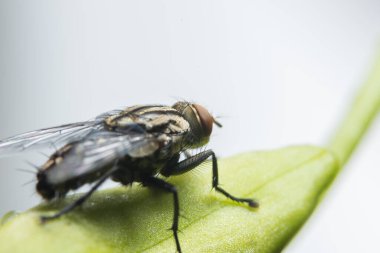 Yaprağın üzerindeki sineğin yakın çekimi