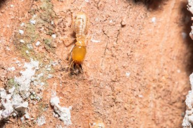 Makro termitler kütüklerin üzerinde yürüyorlar..