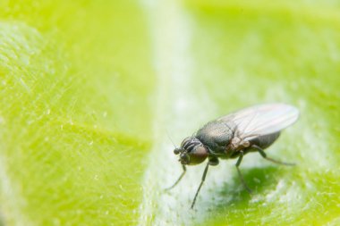 Drosophila 'nın yakın plan fotoğrafları