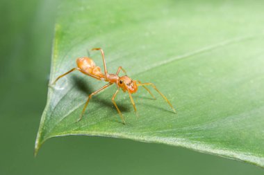 Yaprağın üzerindeki Myrmarachne plataleoides 'in yakın plan fotoğrafı.