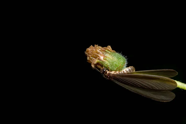 Κοντά Στο Λεγόμενο Φτερωτό Termite Φωτογραφίες Είναι Στα Κλαδιά — Φωτογραφία Αρχείου