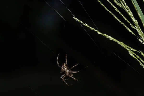 Fermer Image Spider Walking Sur Herbe Toile Araignée — Photo