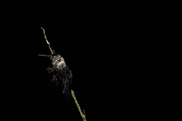 Imagen Cerca Abeja Negra Flor —  Fotos de Stock