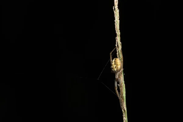 Nahaufnahme Einer Spinne Die Auf Gras Und Spinnennetz Läuft — Stockfoto
