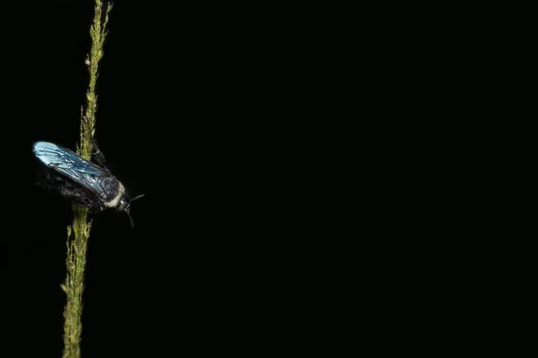 花の上の黒い蜂のクローズアップ写真 — ストック写真