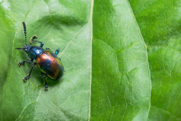 Primeros Planos Escarabajo Azul —  Fotos de Stock