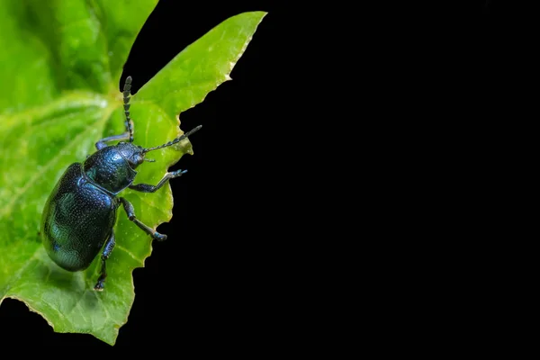 Close Ups Blue Beetle — Stock Photo, Image