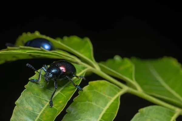 Primeros Planos Escarabajo Azul — Foto de Stock