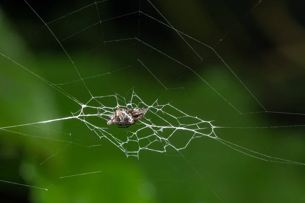 特写图片蜘蛛在草地上和蜘蛛网上行走 — 图库照片