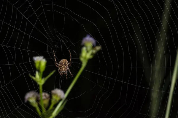 特写图片蜘蛛在草地上和蜘蛛网上行走 — 图库照片