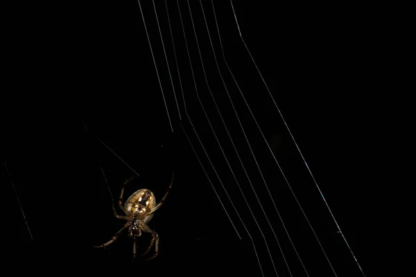 Närbild Spider Walking Gräs Och Spindelnät — Stockfoto