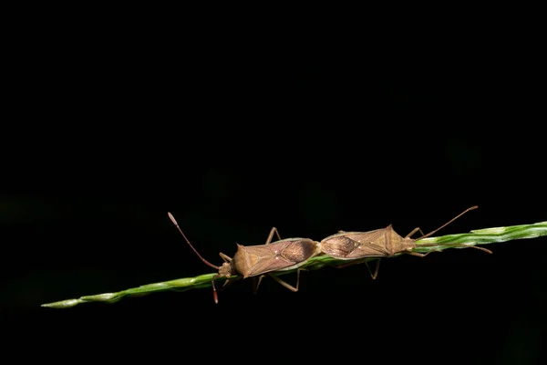 Closeup Photo Black Assassin Bugs Leaf — Stock Photo, Image