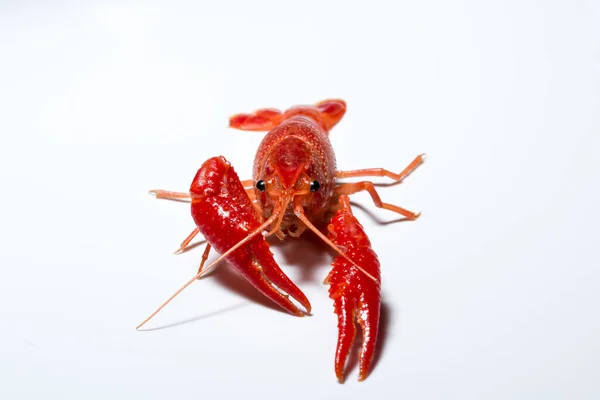 Crayfish Pada Latar Belakang Putih — Stok Foto