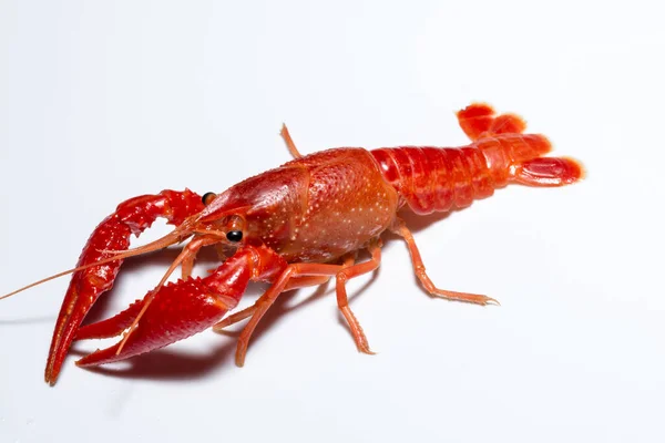 Crayfish Pada Latar Belakang Putih — Stok Foto