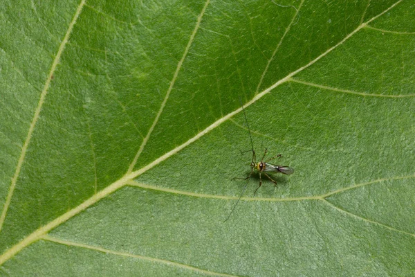 Macro Worm Van Dichtbij — Stockfoto