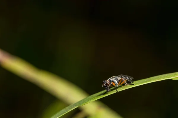 Vezmi Včelu Zblízka — Stock fotografie