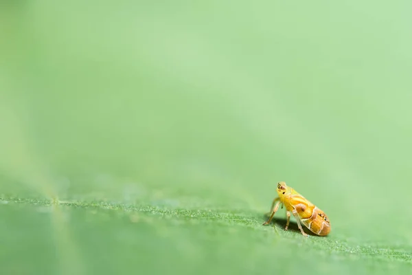 Echa Vistazo Más Cerca Leafhopper — Foto de Stock