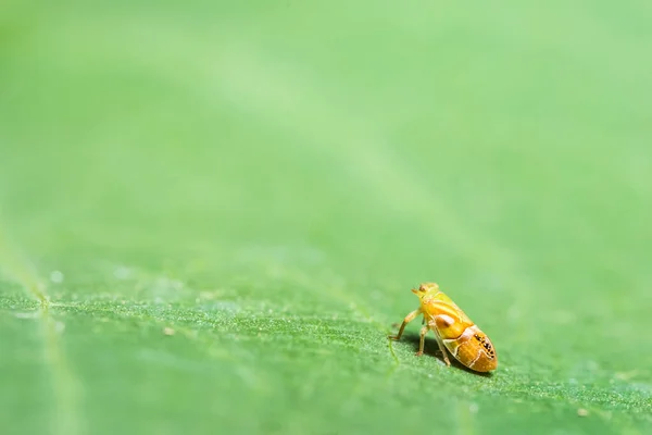 Echa Vistazo Más Cerca Leafhopper —  Fotos de Stock