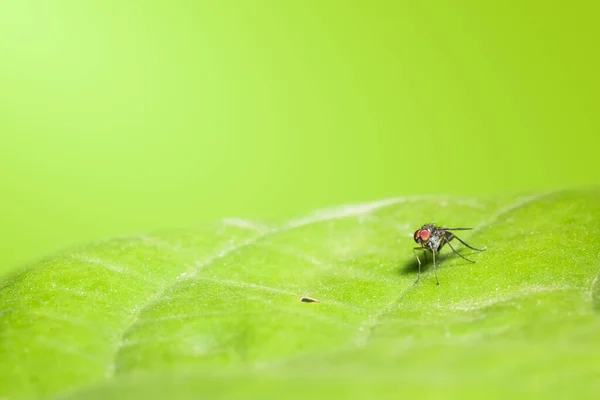 Μακρυπόδης Μύγα Πράσινη — Φωτογραφία Αρχείου