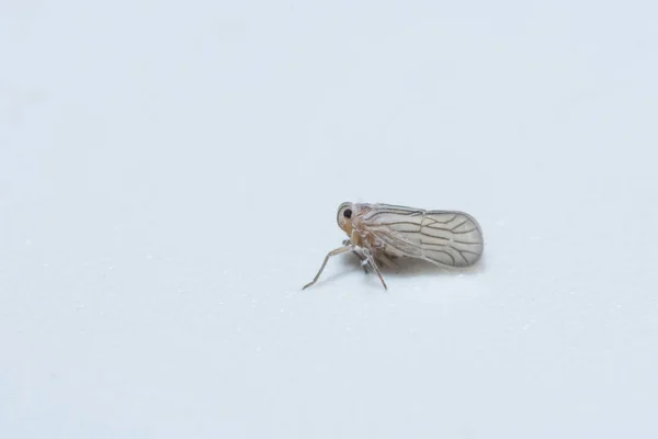 Uma Olhada Leafhopper — Fotografia de Stock