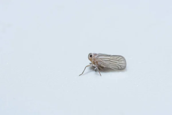 Dai Occhiata Più Vicino Leafhopper — Foto Stock