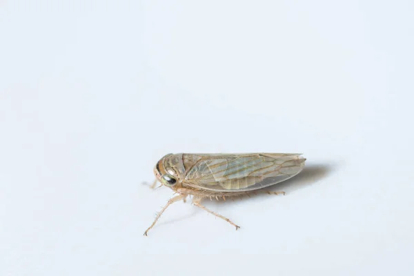 Schauen Sie Sich Leafhopper Genauer — Stockfoto