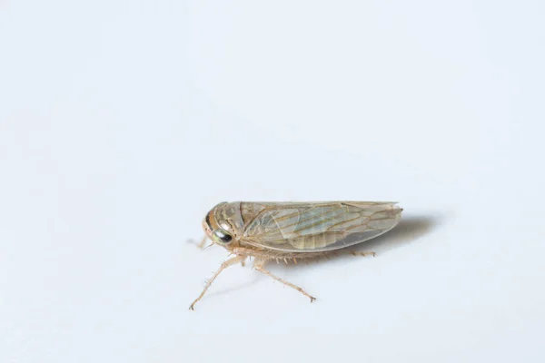 Leafhopper 'a daha yakından bak..
