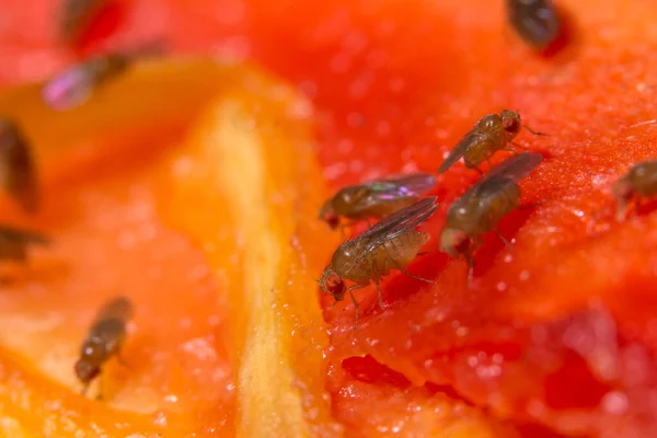 Makro solucanı kapat. 