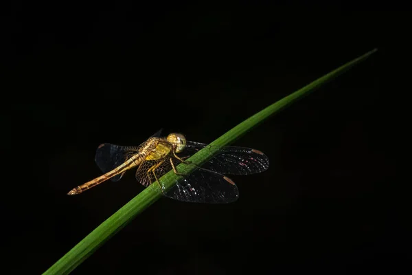 Take Close Dragonfly — Stock Photo, Image