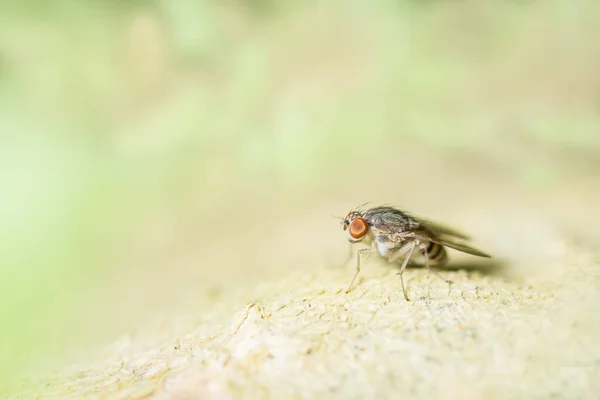 Drosophila Folha — Fotografia de Stock