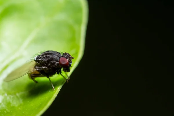 Drosophila Hoja —  Fotos de Stock