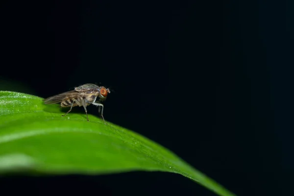 Drosophila Στο Φύλλο — Φωτογραφία Αρχείου