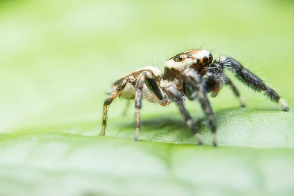 Spinnenfotos Der Nähe Der Grünen Blätter — Stockfoto