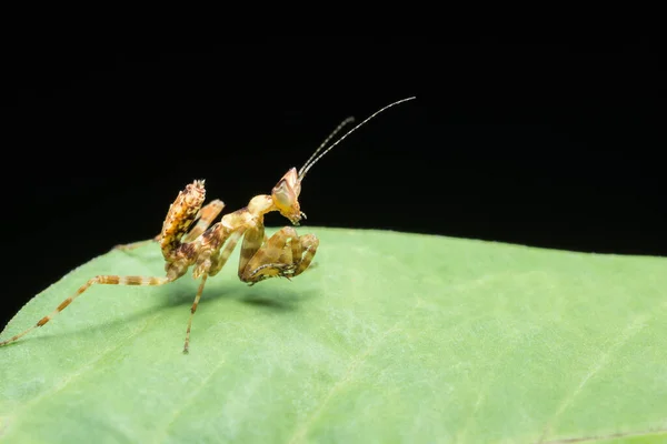Κοντινά Πλάνα Mantis Στο Υποκατάστημα — Φωτογραφία Αρχείου
