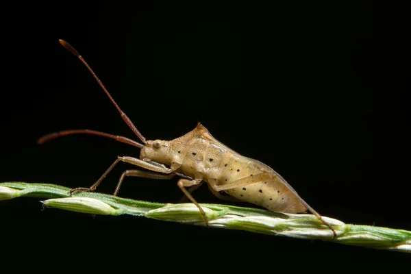 Φωτογραφία Από Κοντινό Πλάνο Του Hemiptera Υποκατάστημα — Φωτογραφία Αρχείου