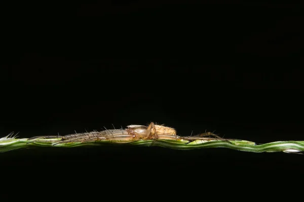 Örümceğin Yaprak Üzerindeki Fotoğraflarını Kapat — Stok fotoğraf