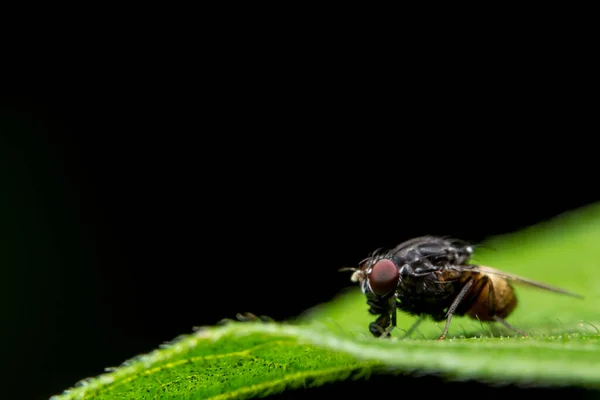 Close Fotos Drosophila Folha — Fotografia de Stock