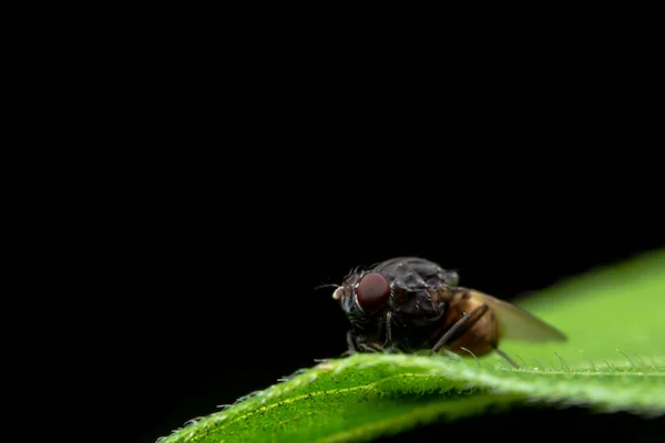 Drosophila Nın Yaprak Üzerindeki Fotoğraflarını Kapat — Stok fotoğraf