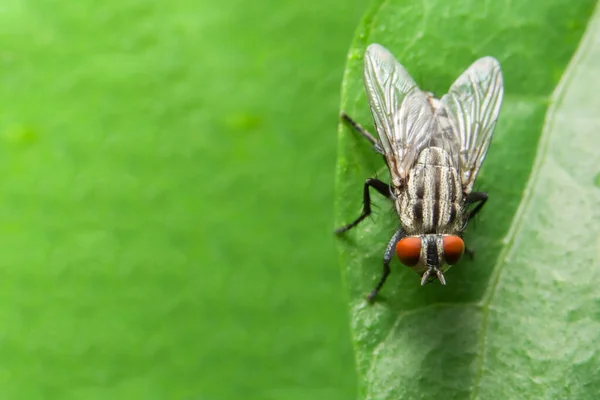 Primer Plano Mosca Hoja — Foto de Stock