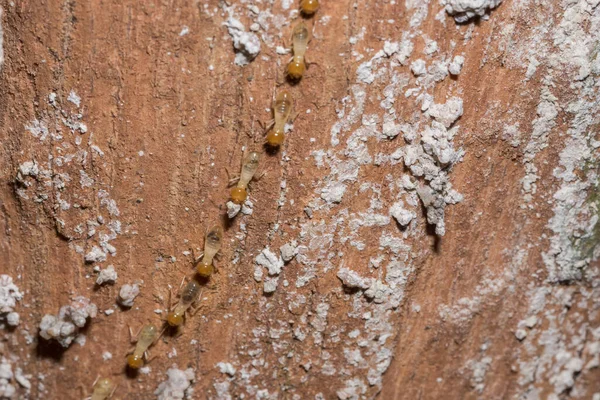 매크로 흰개미는 통나무 — 스톡 사진