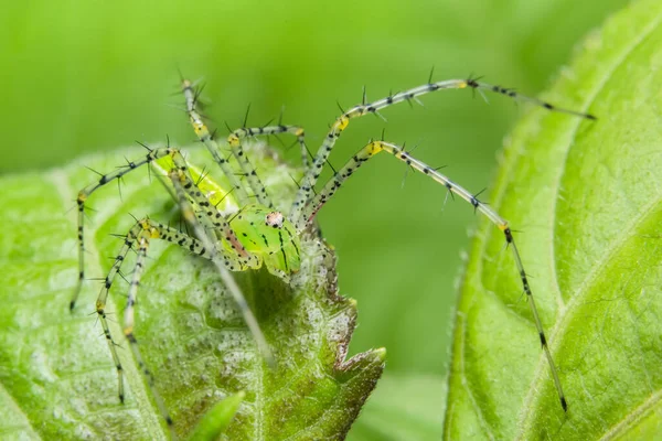 Macro Araignée Verte Sur Feuille — Photo