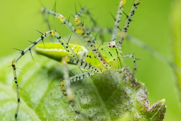 Yaprağın Üzerinde Macro Örümceği Yeşil — Stok fotoğraf