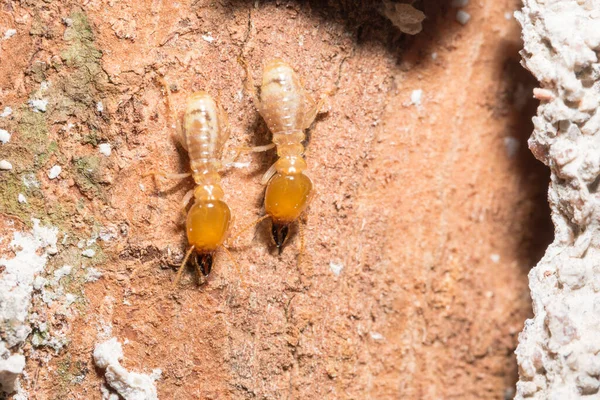 Macro Termites Walking Logs — Stock Photo, Image