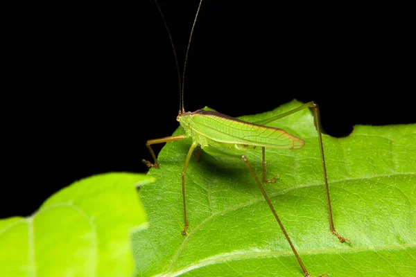 Take Closer Look Green Grasshopper — Stock Photo, Image