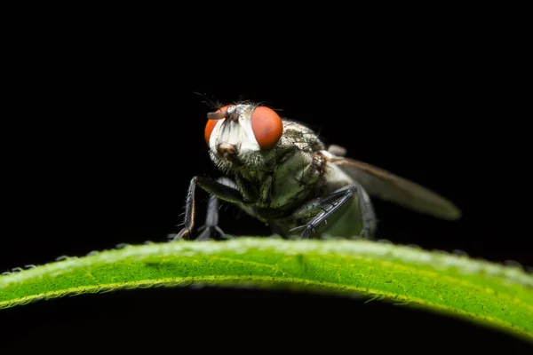 Κοντινό Πλάνο Της Μύγας Στα Φύλλα — Φωτογραφία Αρχείου