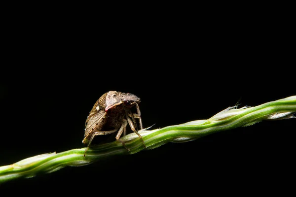 Hemiptera Fotografia Primo Piano Ramo — Foto Stock