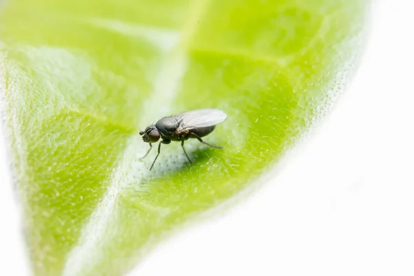 Fotos Cerca Drosophila — Foto de Stock