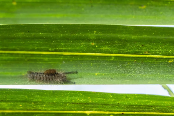 Gros Plan Ver Sur Une Feuille — Photo